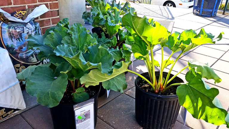 Organically Grown Rhubarb Plants Now Available