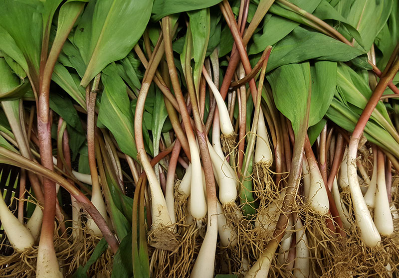 photo of ramps